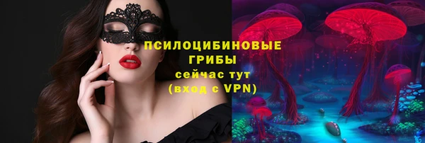 стаф Алзамай